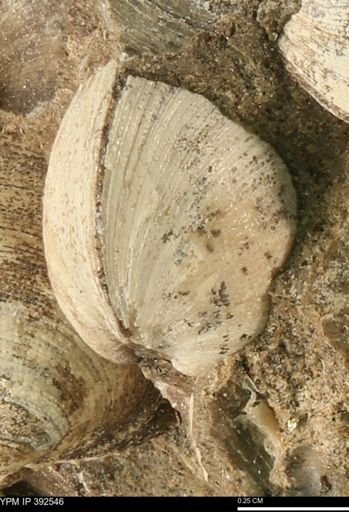 Limopsis striatopunctatus