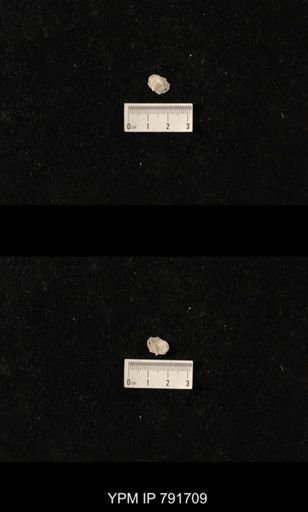 undet. Brachiopoda