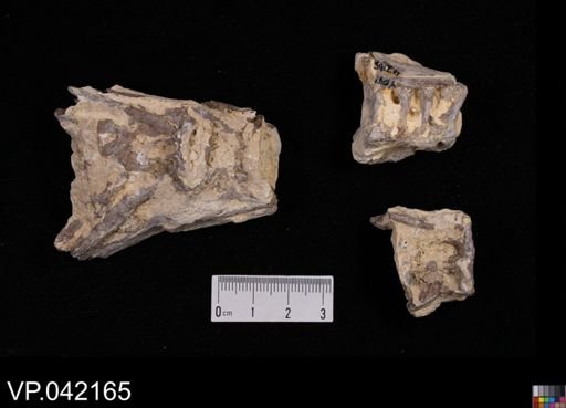 Ichthyodectes sp.