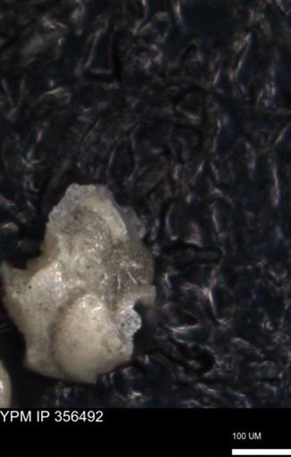 undet. Foraminiferida