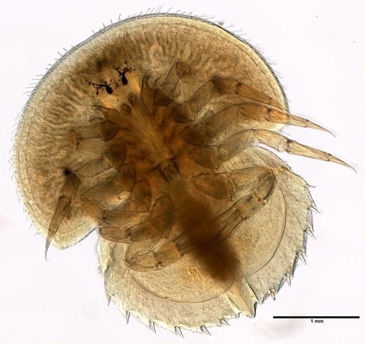 Limulus polyphemus