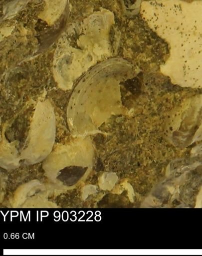 Corbulamella?