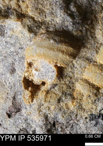 Goniobasis tenuicarinata