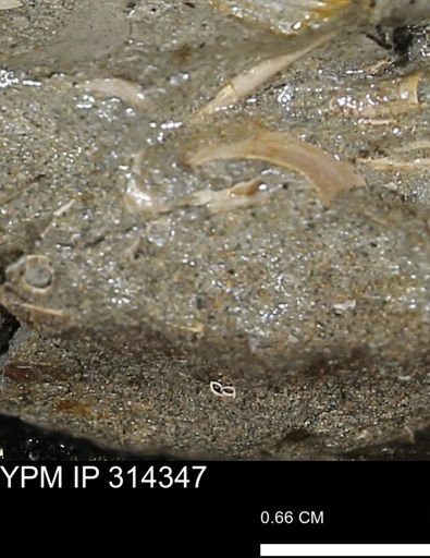 undet. Scaphopoda