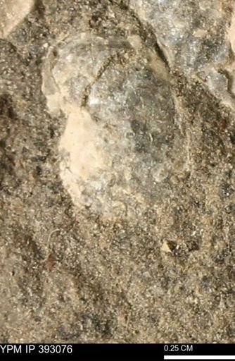 Scaphites sp.