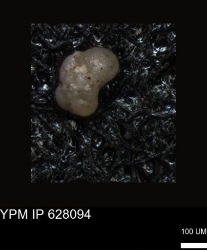 undet. Foraminiferida