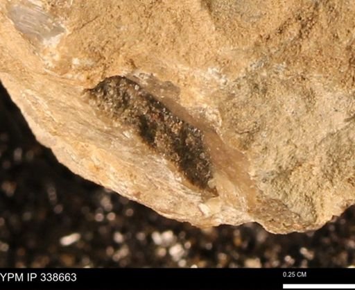 undet. Mollusca