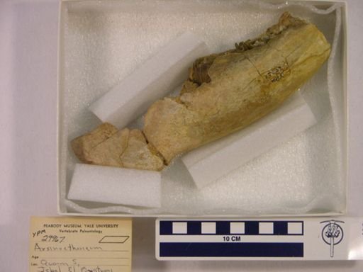 Arsinoitherium sp.