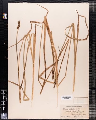 Carex stipata