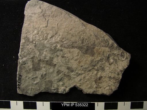 undet. Eurypterida