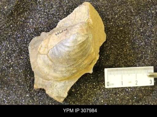 Inoceramus sp.