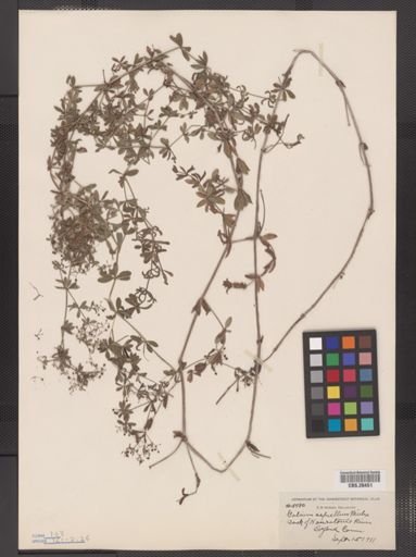 Galium asprellum
