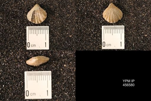 Rhynchonella dentata
