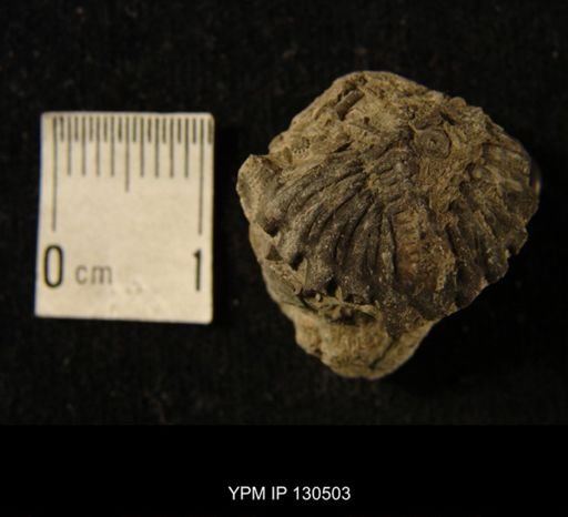 Cryphaeus sp.