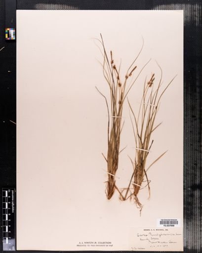 Carex pensylvanica