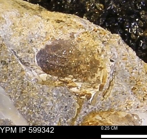 Protocardia subquadrata
