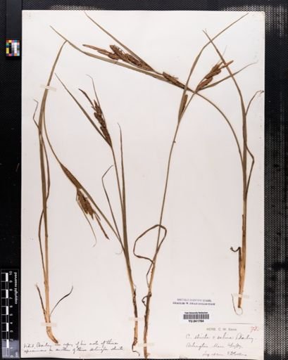 Carex