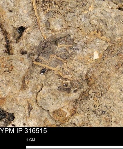 undet. Mollusca