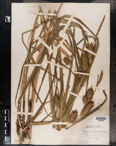 Carex lupulina