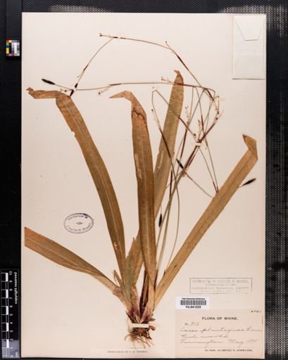 Carex
