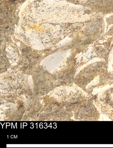 undet. Mollusca