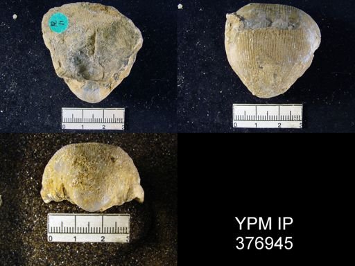 Productus (Linoproductus) lineatus