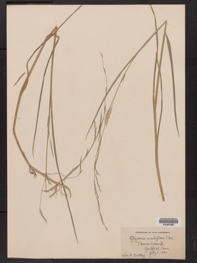 Glyceria acutiflora