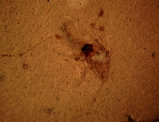 undet. Hemiptera