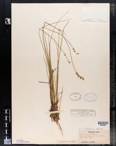 Carex atlantica