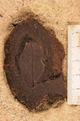 Angiospermopsida