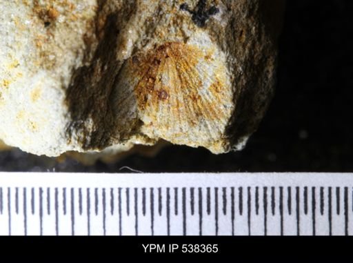 undet. Dalmanelloidea