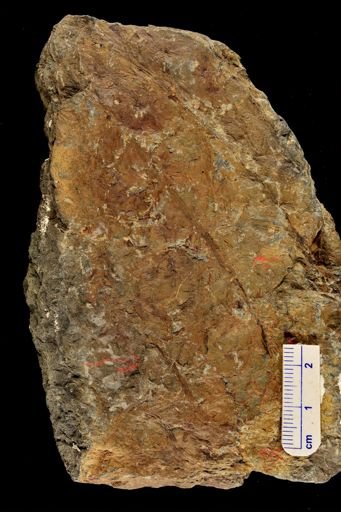 Psilophyton sp.