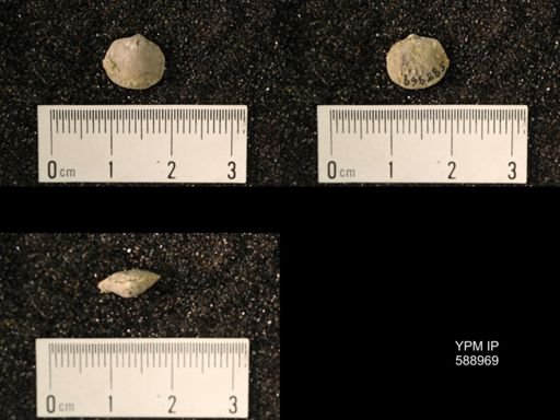 Dalmanella sp.