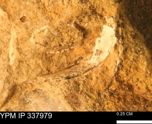 undet. Bivalvia