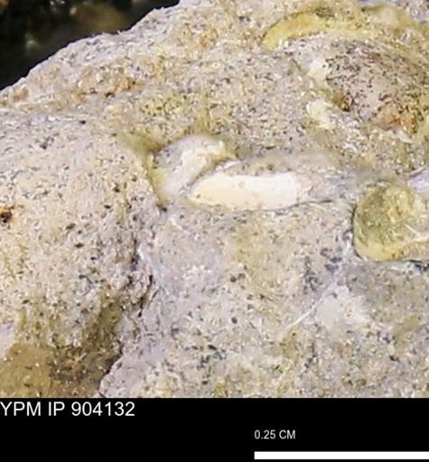 Corbulamella sp.