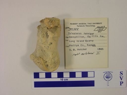 Teleoceras fossiger