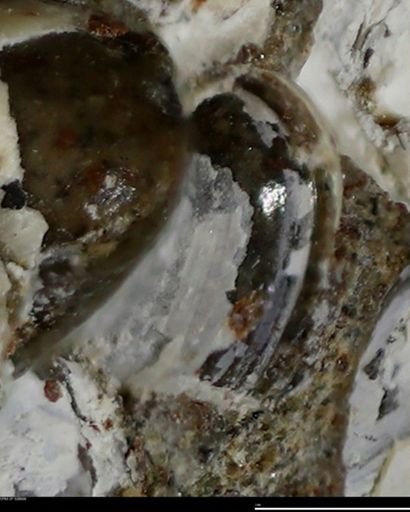 Corbulamella gregaria