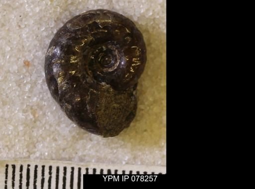Hoploscaphites comprimus