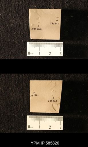 undet. Hymenoptera