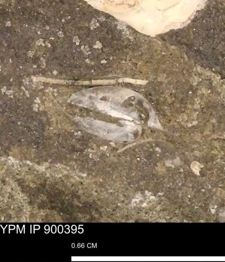 undet. Bivalvia