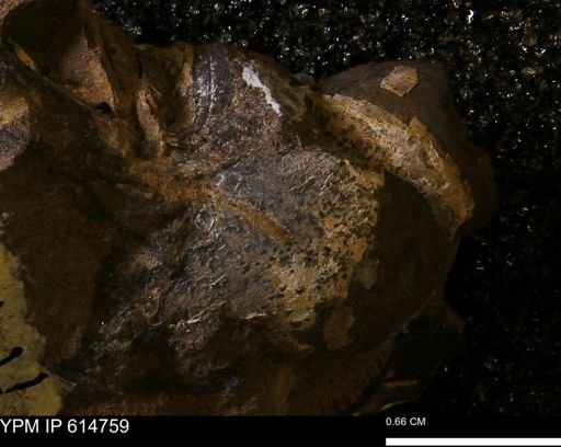 undet. Bivalvia