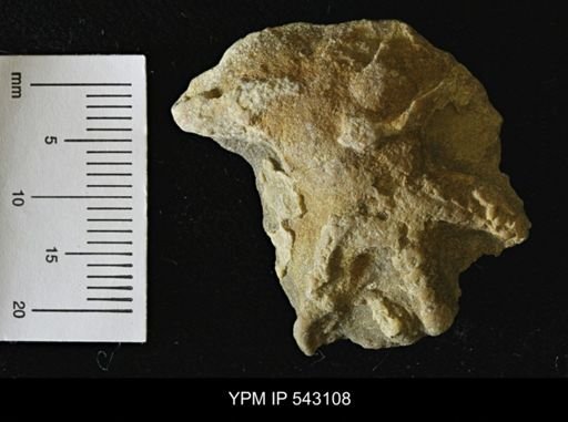 Asteriacites sp.