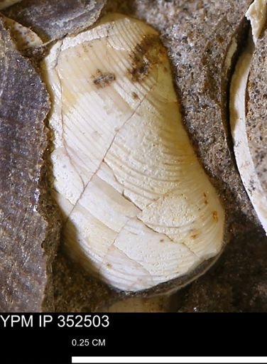 Nuculana (Jupiteria) scitula