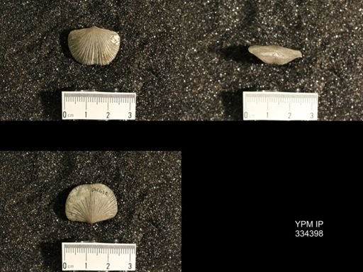 Dinorthis (Plaesiomys) subquadrata