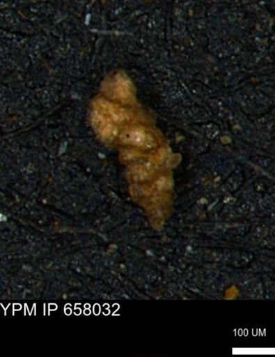 Verneuilinoides hectori