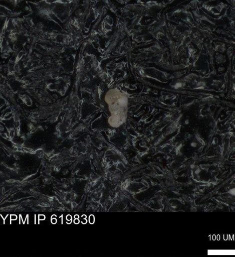 undet. Foraminiferida
