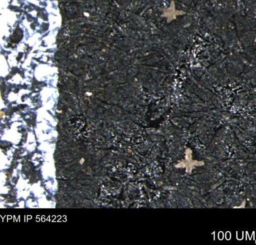 undet. Porifera