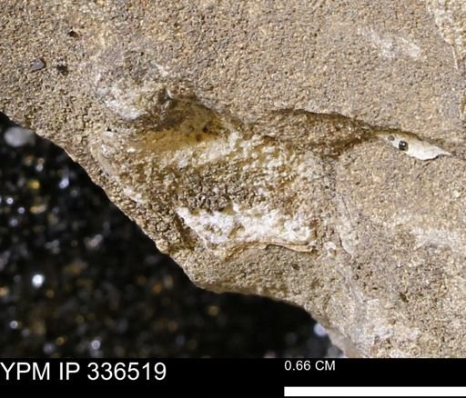 undet. Mollusca