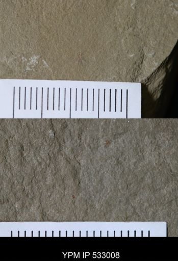 Marrellomorpha