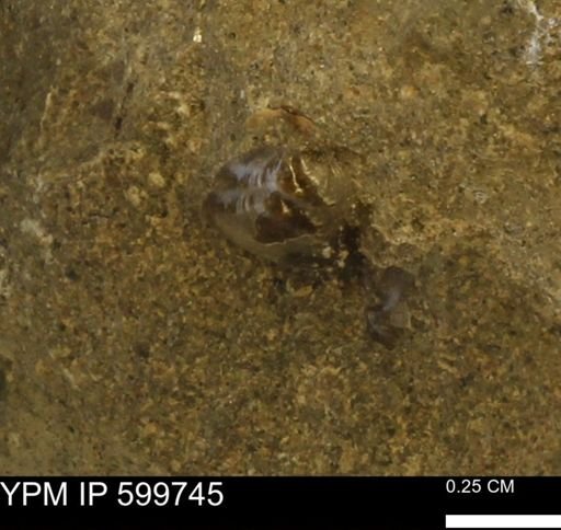 Protocardia subquadrata